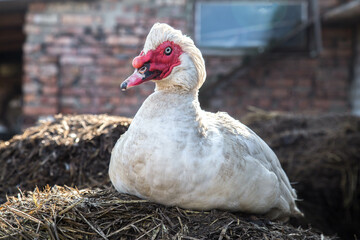 old white  muscovy duck  with red nasal corals on a farm. an old mud duck in its natural environment