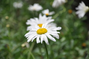 flower clos up in hills