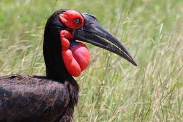 Side profile of Southern Ground Hornbill‘s Head and neck with open eye