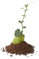 chayote or chow chow growing out from it's fruit, aka vegetable pear or christophine, nutritious vegetable sprout plant isolated with soil