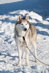 Siberian husky standing in snow