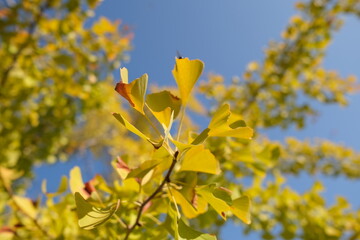 yellow flowers of blue sky