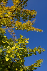 yellow leaves