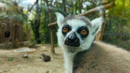 Obraz premium Lemure