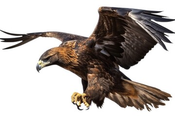 Fototapeta premium eagle in flight