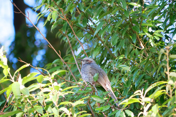 日本、春のヒヨドリ