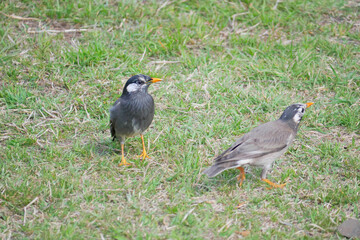 Obraz premium 日本、春、公園で食事を探すムクドリ