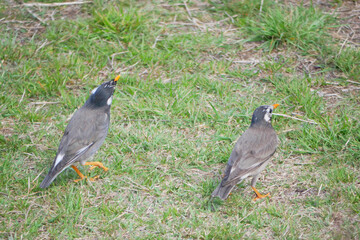 日本、春、公園で食事を探すムクドリ