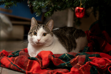 cat in the christmas tree