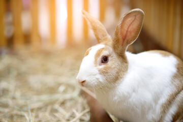 A cute white and brown striped rabbit is at the farm.