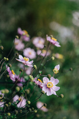 Zarte rosa Blüten der Herbst-Anemonen schwingen im Wind