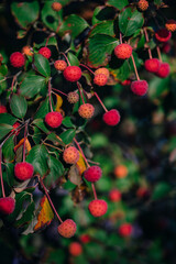 Kleine, runde rote Beeren hängen an grünen Zweigen, umgeben von lebhaftem Laub, in einer herbstlichen Szene.