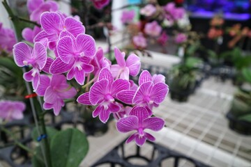 Doritaenopsis on the nursery orchid garden. the flower is pink with purple stripe and several white on the petal edge.
