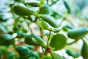 A branch of a houseplant has produced a young leaf