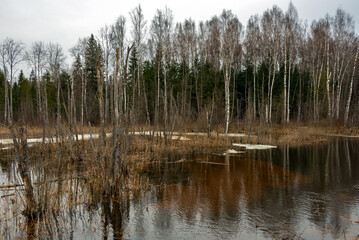 Spring landscape. Forest flooded with melt water. Overcast.