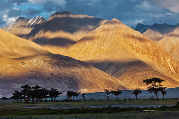 Fototapeta na wymiar HImalayas on sunset with tree silhouettes. Nubra valley, Ladakh, India