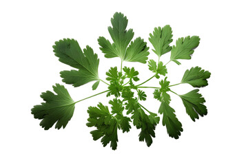  isolated Cilantro green, garden-themed, photorealistic illustrations on a transparent background cutout, in PNG. Generative AI