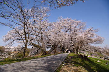 Fototapeta premium 京都 背割提さくらまつり