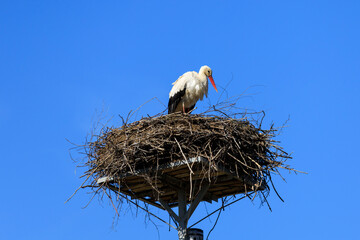 Stork in the nest against the blue sky, Poland