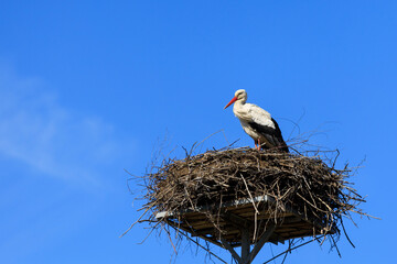 Stork in the nest against the blue sky, Poland