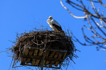 Stork in the nest against the blue sky, Poland
