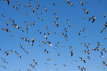 Flock of seagulls