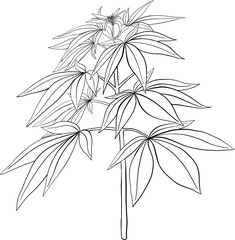 simplicity cannabis plant freehand drawing.