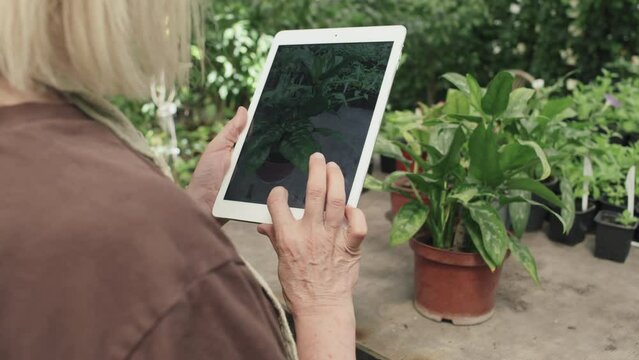 Unrecognizable senior woman taking photos of houseplant in greenhouse using digital tablet