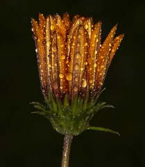 Gazania rigens