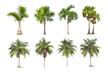 Green palm tree isolated on transparent background with clipping path, single palm tree with clipping path and alpha channel. are Forest and foliage in summer for both printing and web pages.
