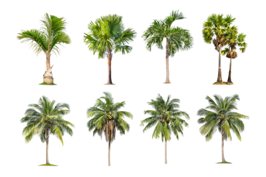 Green palm tree isolated on transparent background with clipping path, single palm tree with clipping path and alpha channel. are Forest and foliage in summer for both printing and web pages.
