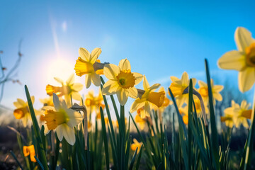 Yellow daffodils against the blue sky. Seasonal spring background. Generative AI.