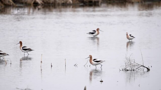 American Avocet water birds taking flight from shallow river in Utah.