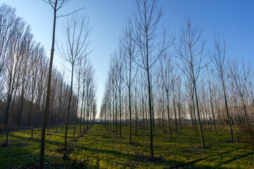Rural landscape at winter near Muggiano, Milan, italy