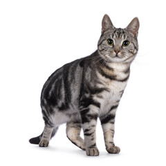 Adorable male young European Shorthair cat, sitting up side ways. Looking straight towards camera. Isolated on a white background.