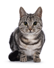 Adorable male young European Shorthair cat, laying down facing front. Looking straight to camera. Isolated on a white background.