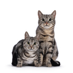 Adorable male and female young European Shorthair cats, sitting up and laying down facing front together. Looking straight to camera. Isolated on a white background.