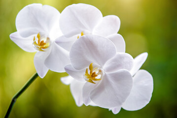 Obraz premium White Orchid branch on green natural background 