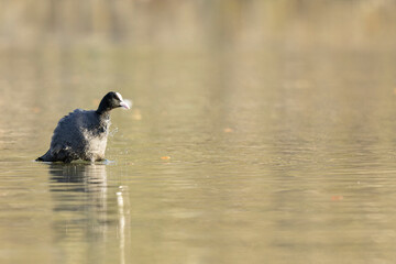 Common Coot Fulica atra running or swimming on a pond in France