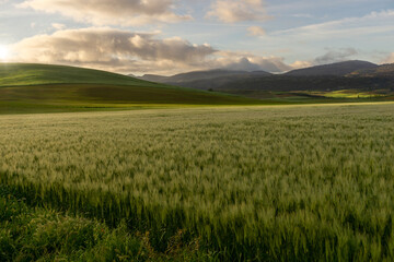 Fototapeta na wymiar landscape of a wheat field at dawn