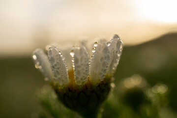 close-up of unfocused daisy with dew drops