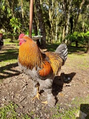 rooster
