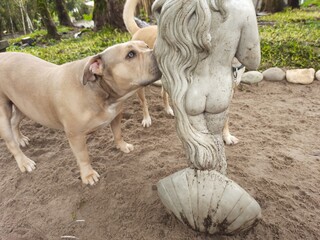 Fototapeta premium dog and sculpture