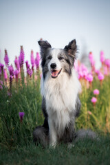 A border collie dog in a field of flowers