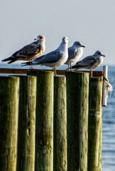 Seagulls on a fishing pier