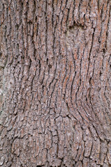 Old oak tree bark texture background. Wood texture. Tree bark background.