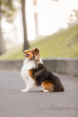 Dog portrait. Dog close-up. Shetland Sheepdog. Sheltie dog