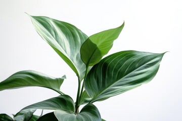 Obraz premium Lush Green Plant on White Background
