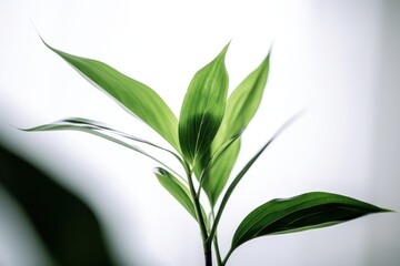 Fototapeta na wymiar Lush Green Plant on White Background