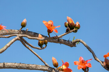 Taiwan, spring, kapok season, blooming, kapok